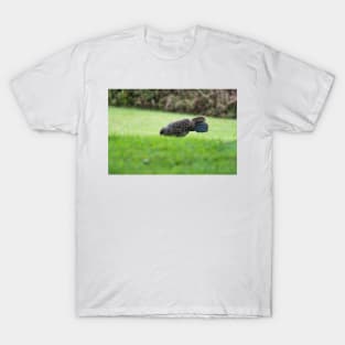 Ring-necked pheasant T-Shirt